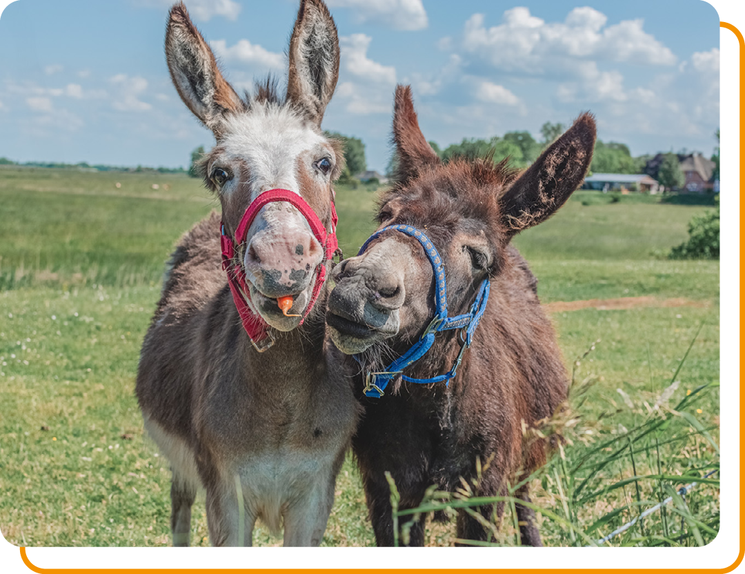 Image of two donkeys in a field